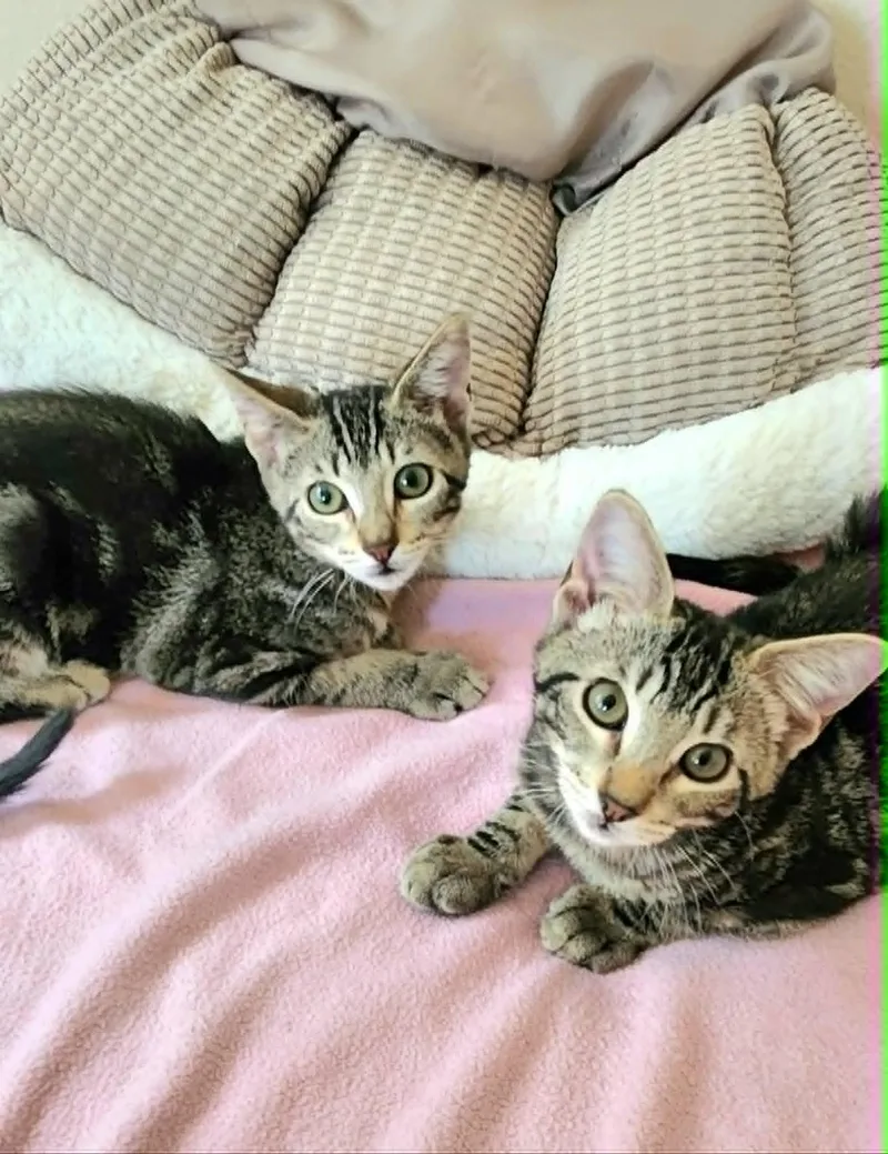 Thea and Athena thumbnail 3