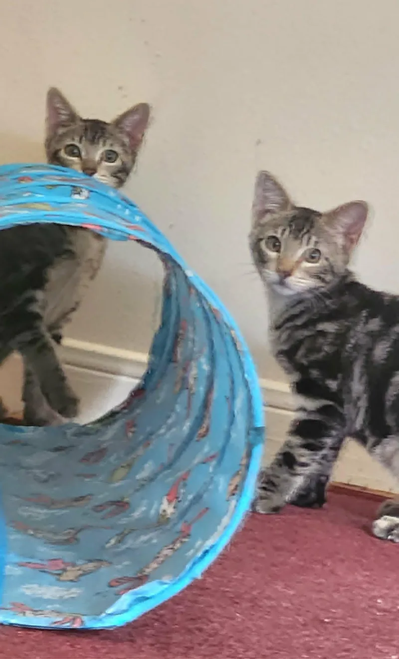 Thea and Athena thumbnail 4