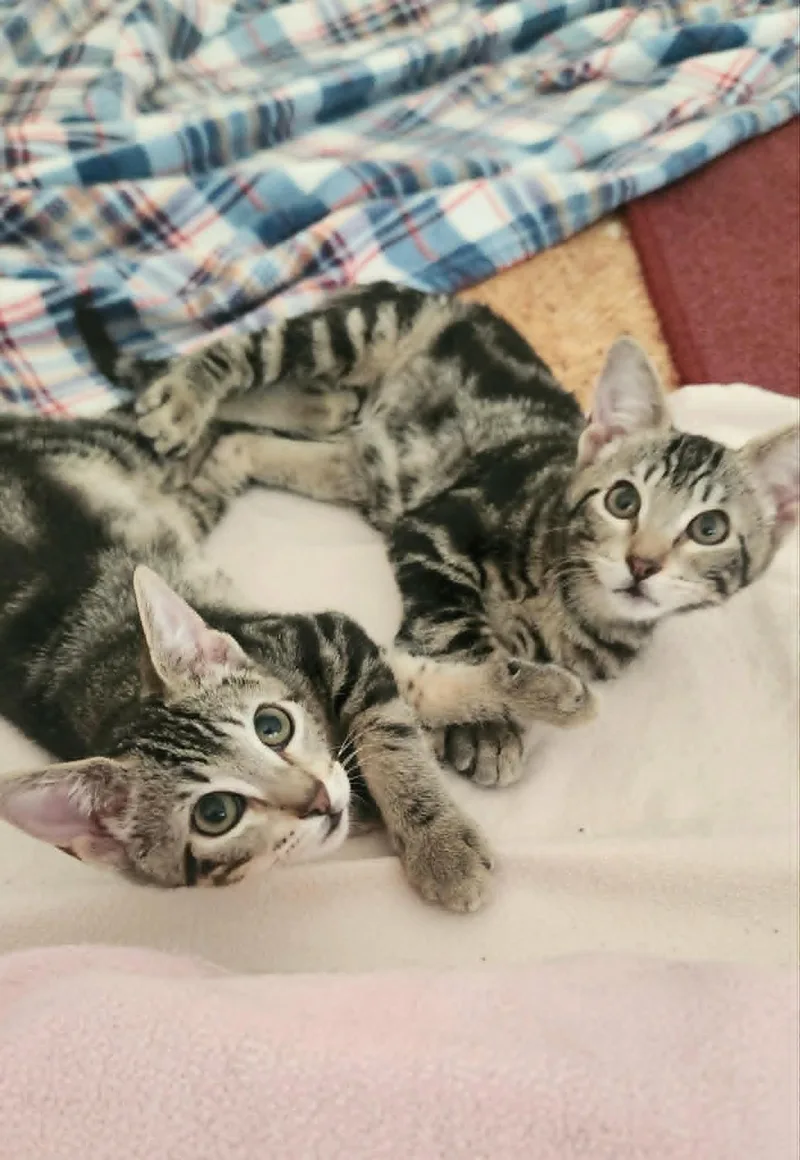 Thea and Athena thumbnail 5