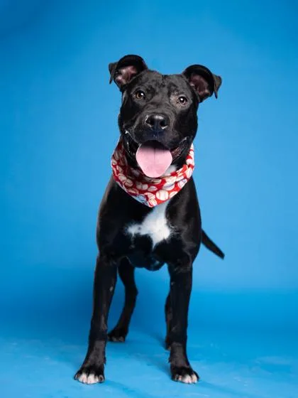 A young medium-sized male Mixed Breed dog named Jesse Jackson for adoption in Atlanta, GA