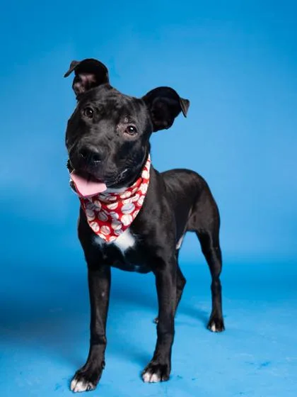 Jesse Jackson thumbnail 2