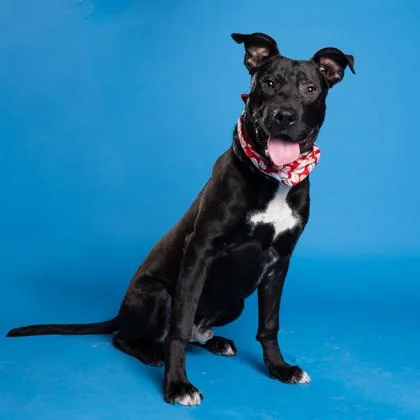 Jesse Jackson thumbnail 3