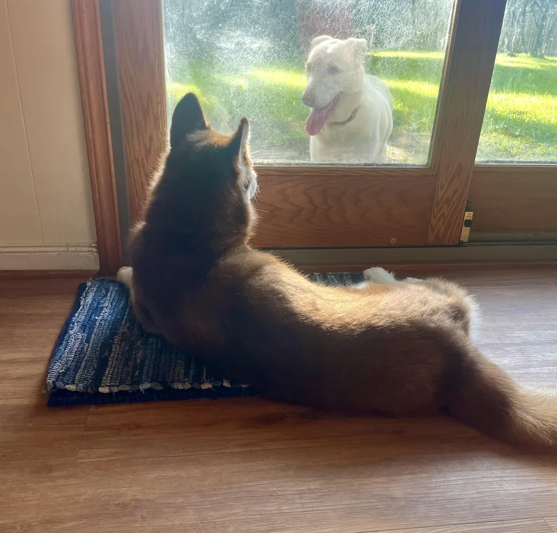 A young medium-sized female Merle (Red) Husky dog named Emmie for adoption in Humble, TX