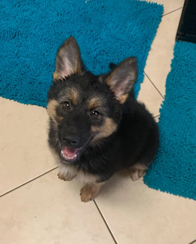A baby medium-sized female German Shepherd Dog dog named Wolfie for adoption in Discovery Bay, CA