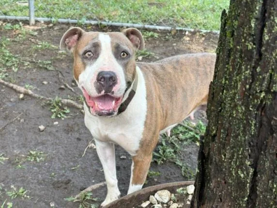 An adult large-sized female Pit Bull Terrier dog named Gracie for adoption in Tulsa, OK