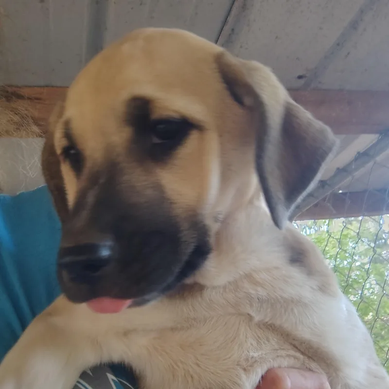 Mercedes thumbnail 2