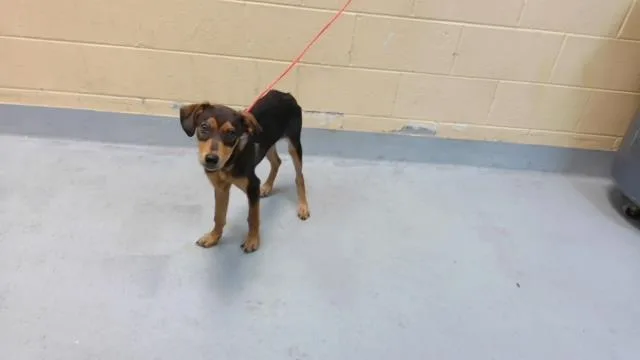 A baby small-sized female Doberman Pinscher dog named Guppy Puppy for adoption in Tulsa, OK