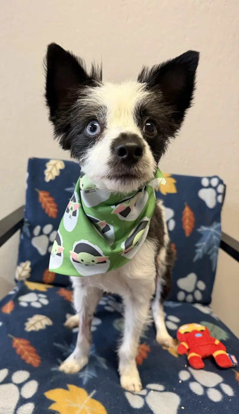 A young small-sized male White / Cream Pomeranian dog named Yippy for adoption in Grove, OK