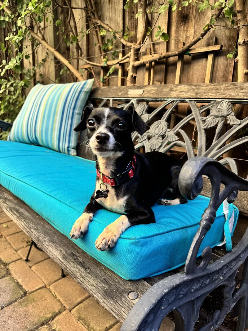 A young small-sized female Chihuahua dog named Wendy for adoption in Santa Clara, CA