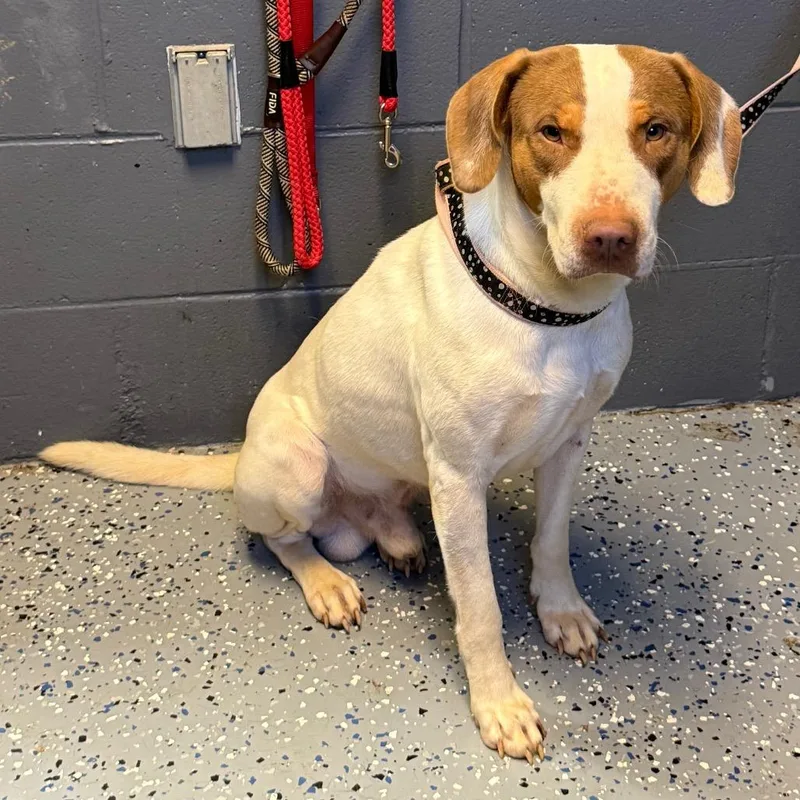 An adult medium-sized male White / Cream Hound dog named TUSCStray for adoption in Tuscaloosa, AL