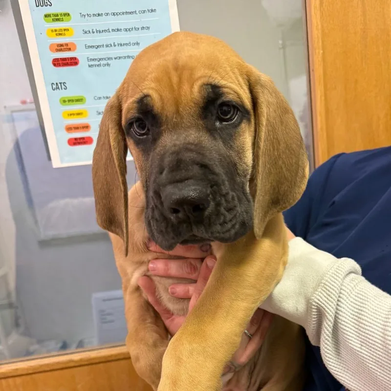 A baby medium-sized male Brown / Chocolate Mixed Breed dog named Lachlan for adoption in Charleston, WV