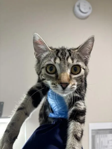 A young small-sized female Domestic Short Hair cat named Shania for adoption in Sherwood, OR