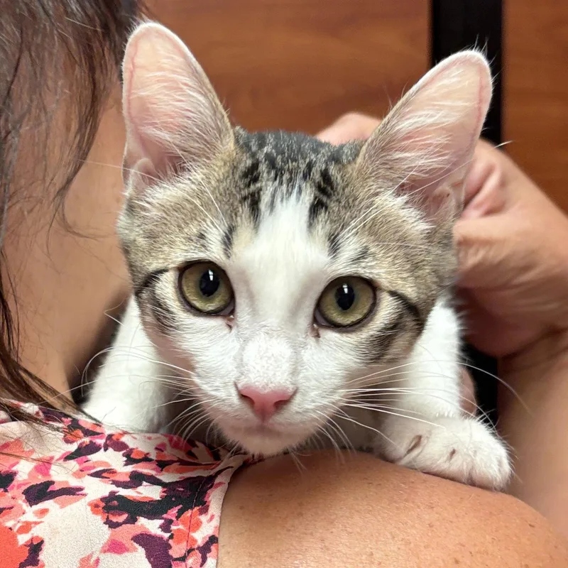 A baby medium-sized female Domestic Short Hair cat named Robin for adoption in Sonora, CA