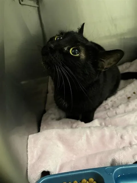 A young small-sized female Domestic Short Hair cat named Raven for adoption in Killeen, TX