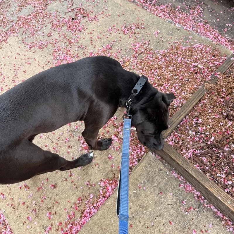 An adult large-sized male Black Bullmastiff dog named Onyx for adoption in Philadelphia, PA