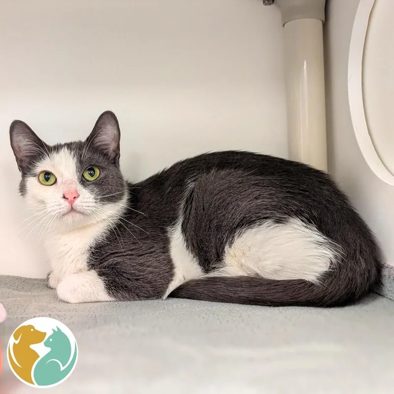An adult medium-sized female Domestic Short Hair cat named Luna for adoption in Toledo, OH