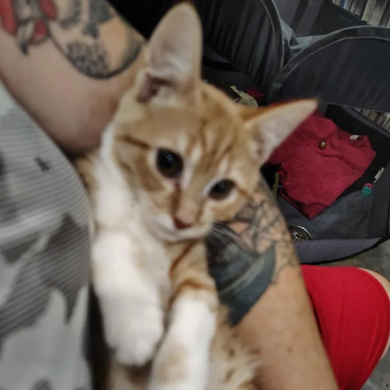 A baby medium-sized female Tabby (Orange / Red) Domestic Short Hair cat named Calamine for adoption in Beulaville, NC