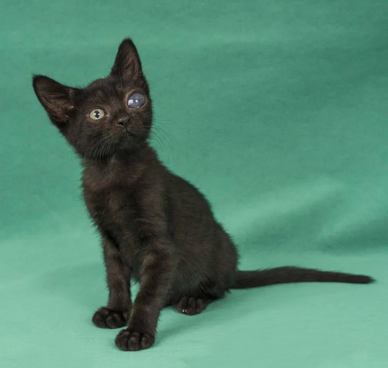 A young medium-sized female Black Domestic Short Hair cat named Pheobe for adoption in Davis, CA