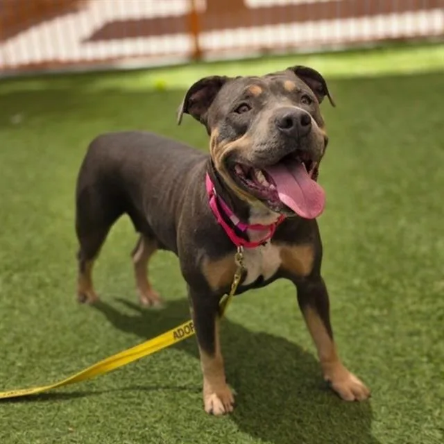 An adult large-sized female Pit Bull Terrier dog named Pebbles for adoption in Las Vegas, NV