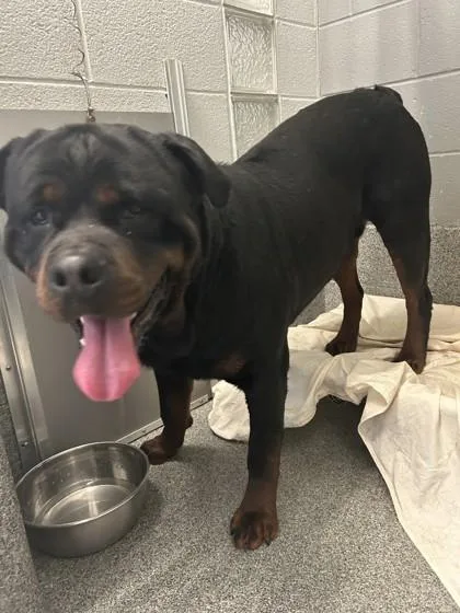 An adult large-sized male Rottweiler dog named Bubba for adoption in West Chester, PA