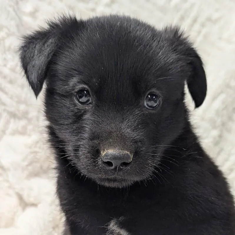 A young medium-sized male Mixed Breed dog named Roc for adoption in Yankton, SD