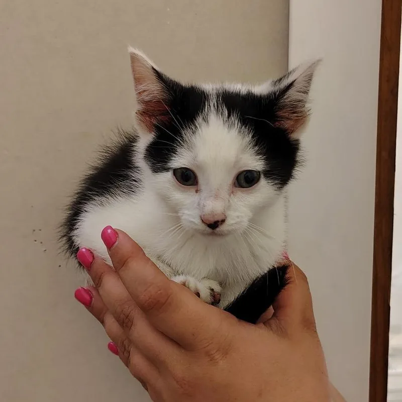 A baby small-sized male White Domestic Short Hair cat named Cucumber for adoption in Coos Bay, OR