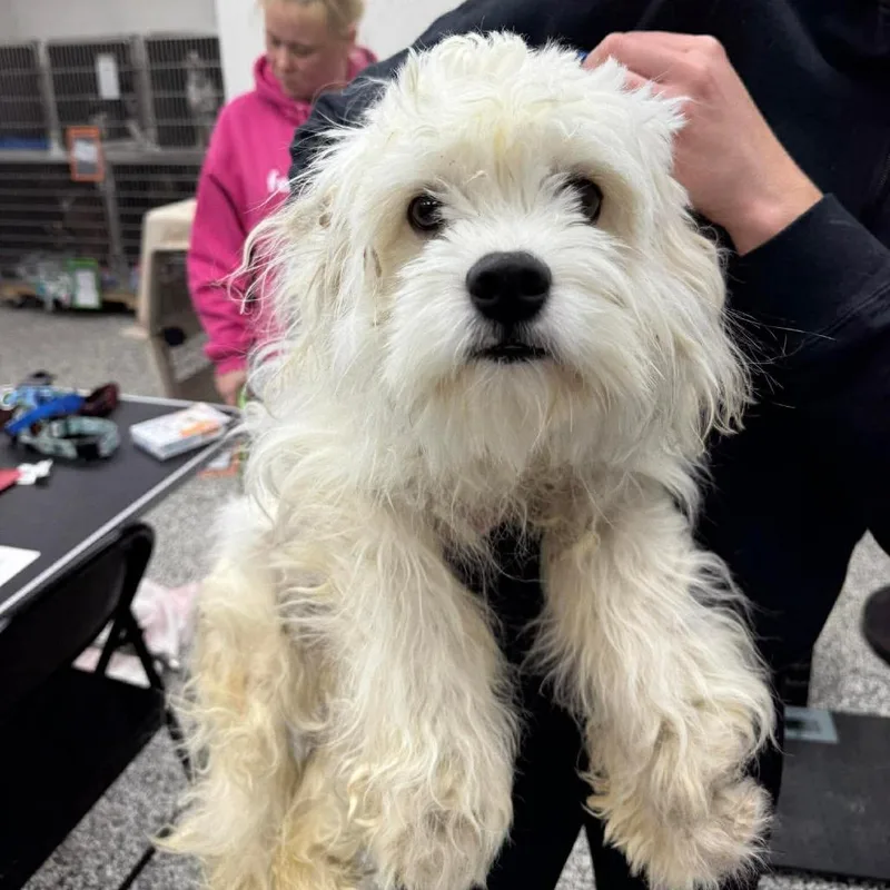 A young small-sized female White / Cream Mixed Breed dog named Laney for adoption in Fredericksburg, VA