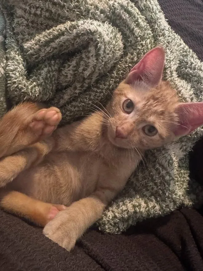 A baby small-sized male Tabby (Orange / Red) Domestic Short Hair cat named Henry for adoption in Wellington, FL