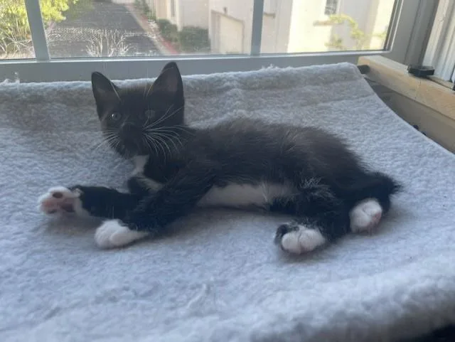 A baby medium-sized female Domestic Short Hair cat named Oreo for adoption in Lincoln, CA
