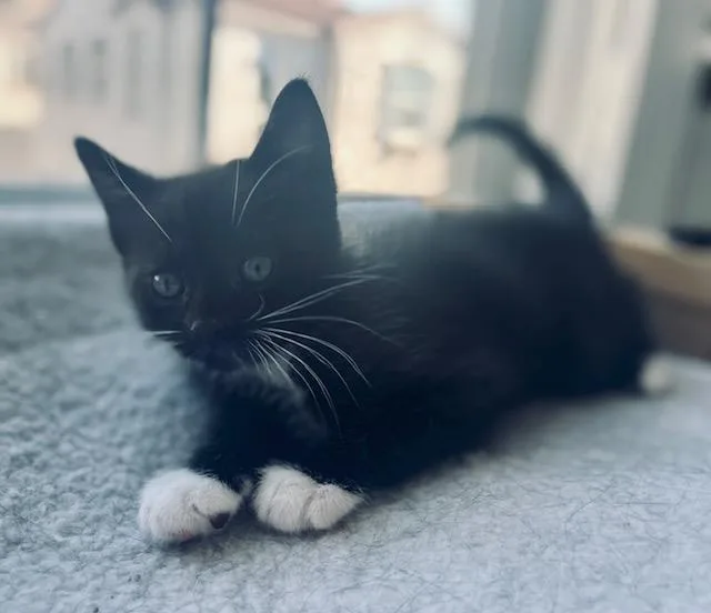Oreo thumbnail 2