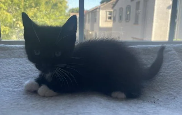 Oreo thumbnail 3