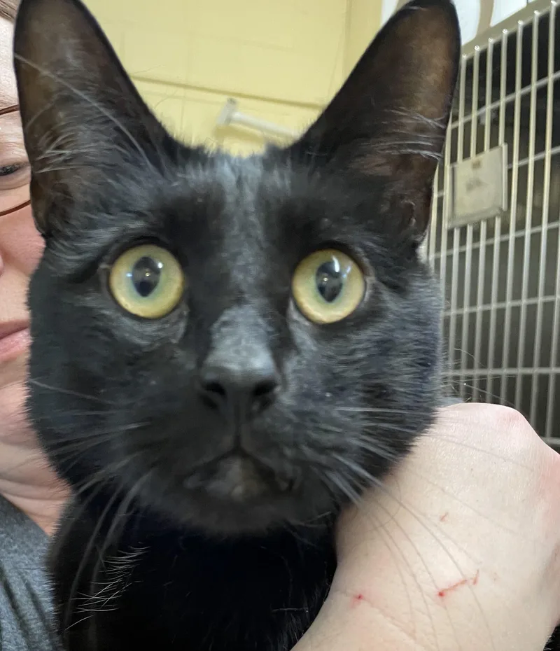 A young large-sized male Black American Shorthair cat named T.j. for adoption in North Kingstown, RI