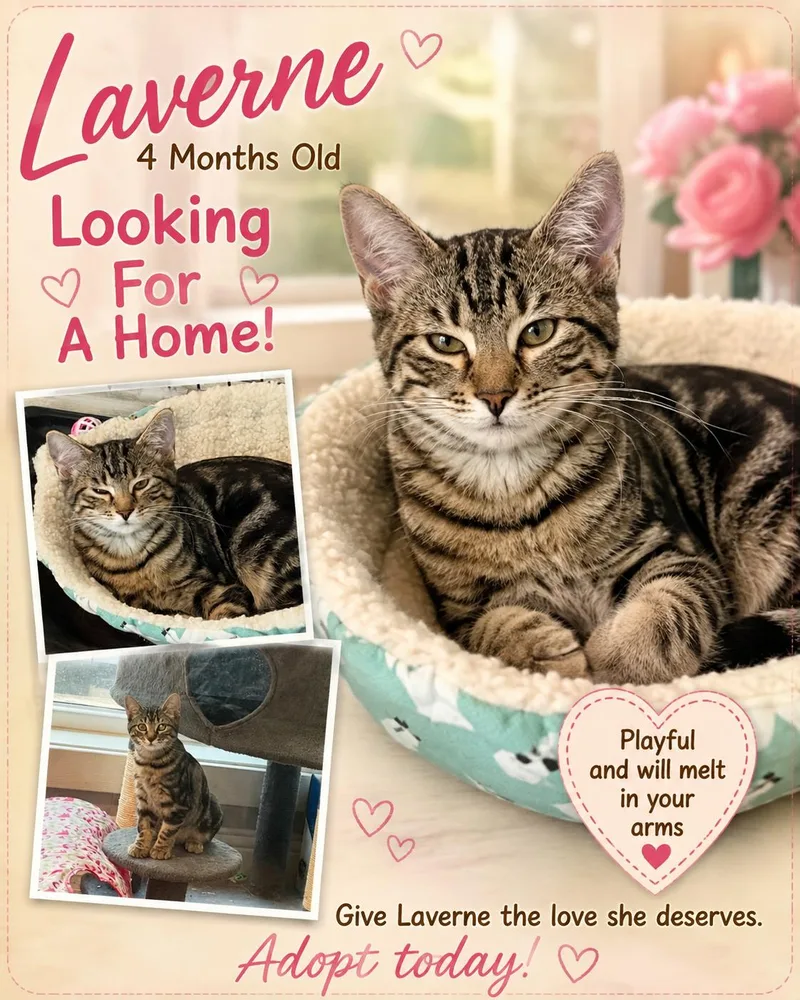 A baby medium-sized female Tabby (Gray / Blue / Silver) Domestic Short Hair cat named Laverne for adoption in Fort Worth, TX