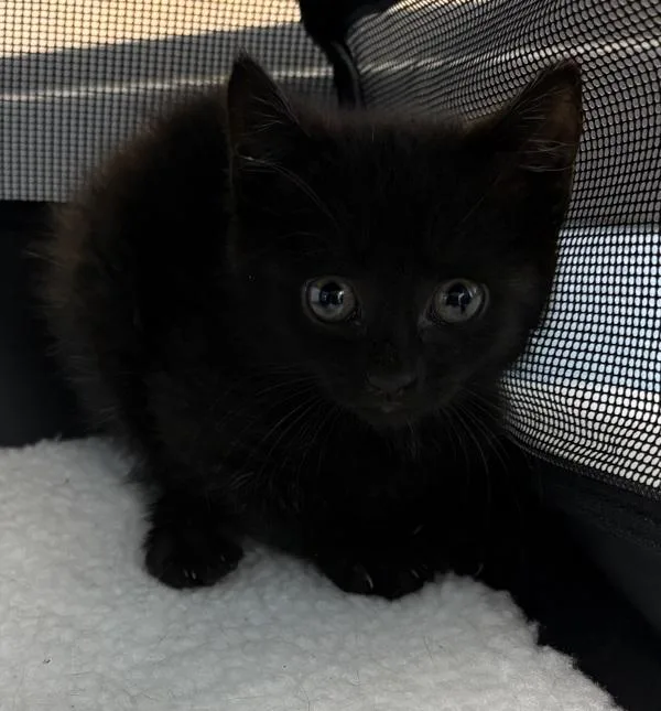 A baby small-sized female Domestic Short Hair cat named Pen for adoption in Lawrenceville, GA