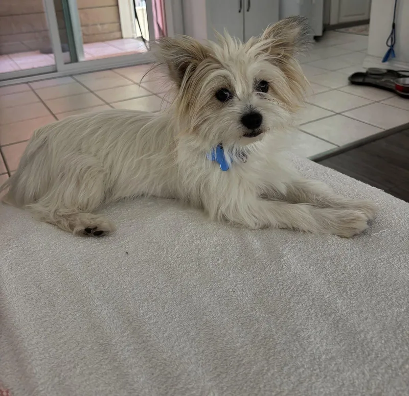 An adult small-sized female Yorkshire Terrier dog named Angel for adoption in Orange, CA