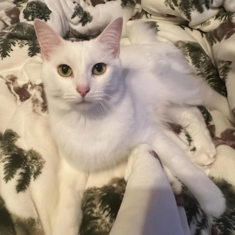A young medium-sized female White Domestic Medium Hair cat named Marie for adoption in Warr Acres, OK