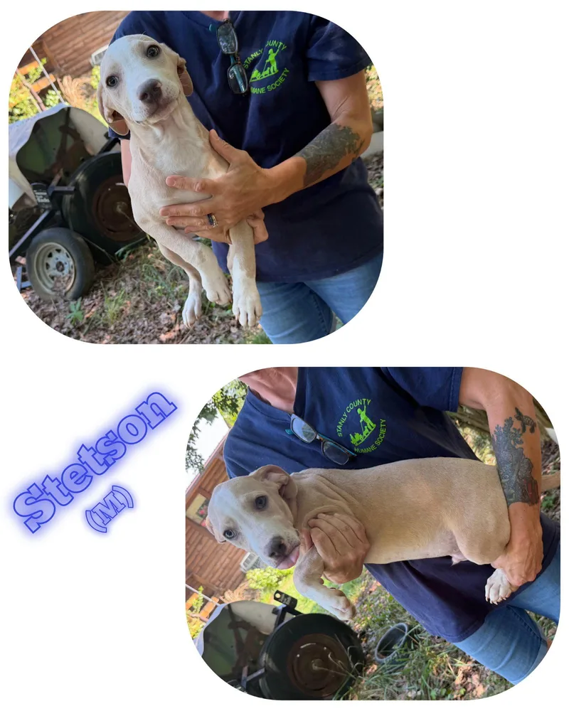 A young medium-sized male Pit Bull Terrier dog named Stetson for adoption in Albemarle, NC