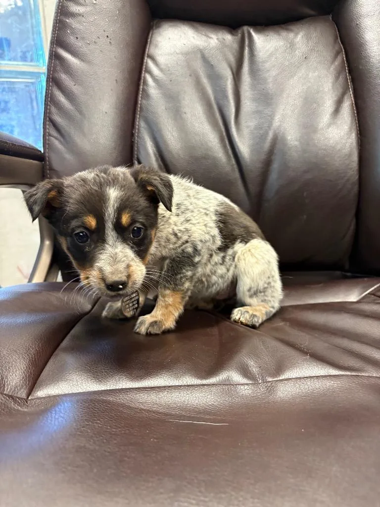 A baby medium-sized female Australian Cattle Dog / Blue Heeler dog named Charolais for adoption in Reno, NV