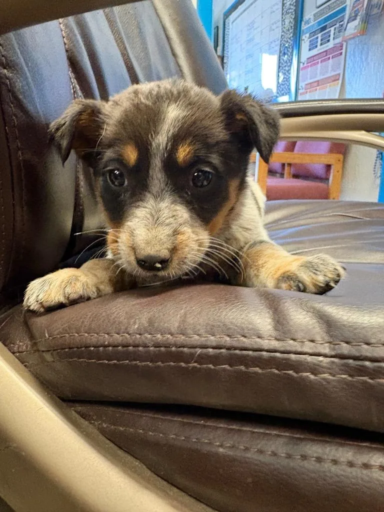 Charolais thumbnail 2