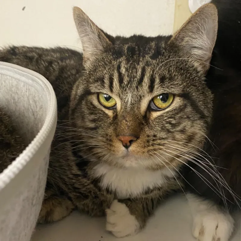 An adult medium-sized male Domestic Short Hair cat named August for adoption in Fall River, MA