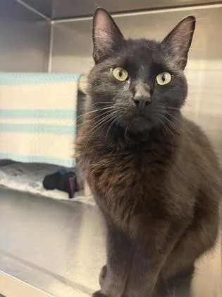 An adult medium-sized male Black Domestic Medium Hair cat named Meow You Doin for adoption in Lansing, MI