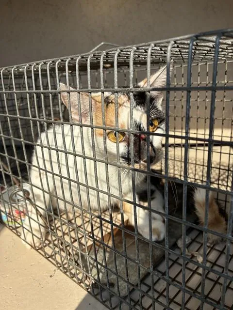 An adult small-sized female Domestic Short Hair cat named Echo for adoption in Louisville, KY