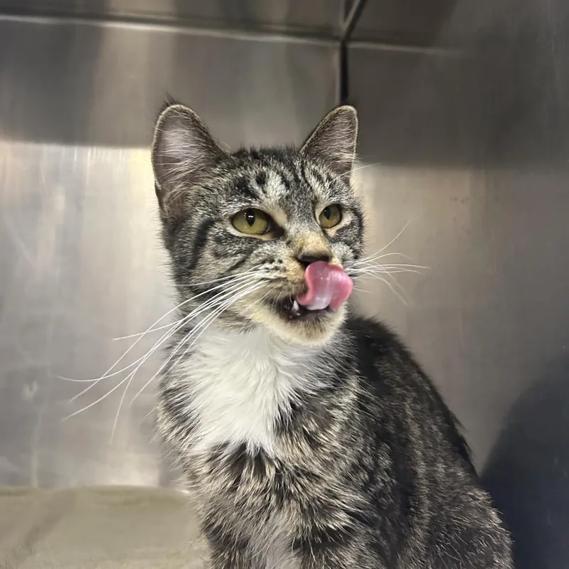 An adult medium-sized female Brown / Chocolate Domestic Short Hair cat named Guava for adoption in West Olive, MI