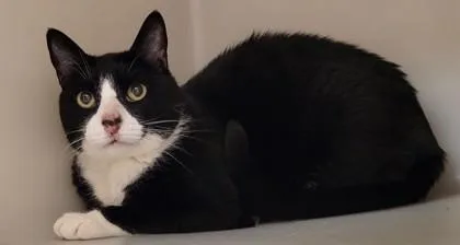 A senior large-sized female Domestic Short Hair cat named Roxana for adoption in Kalispell, MT
