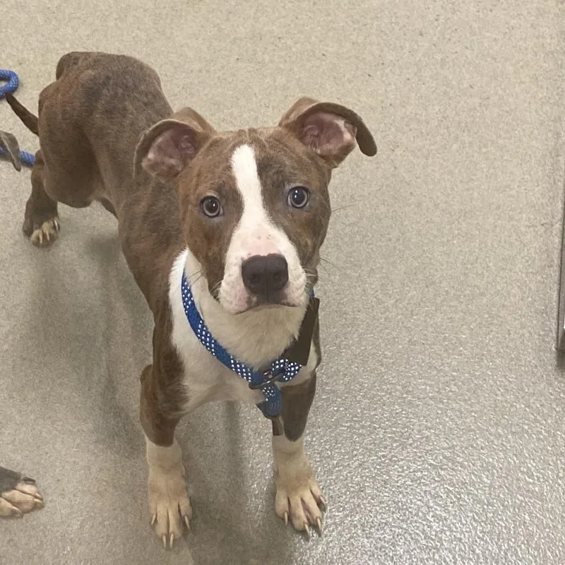 A young small-sized male Brindle Mixed Breed dog named Eddie for adoption in Lynchburg, VA
