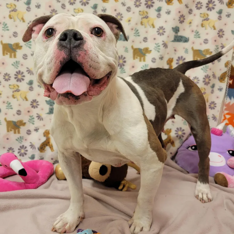An adult medium-sized female White / Cream Bulldog dog named Hilda Marie for adoption in ALPINE, TX