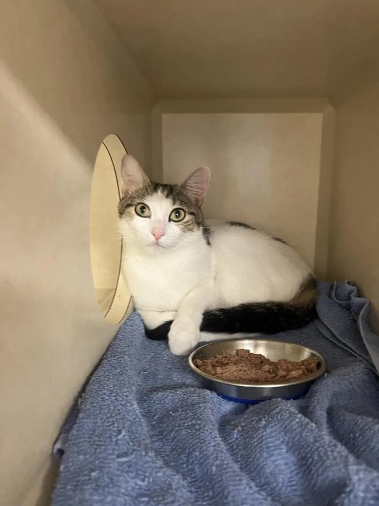 A baby medium-sized female Domestic Short Hair cat named Charli for adoption in Elmsford, NY
