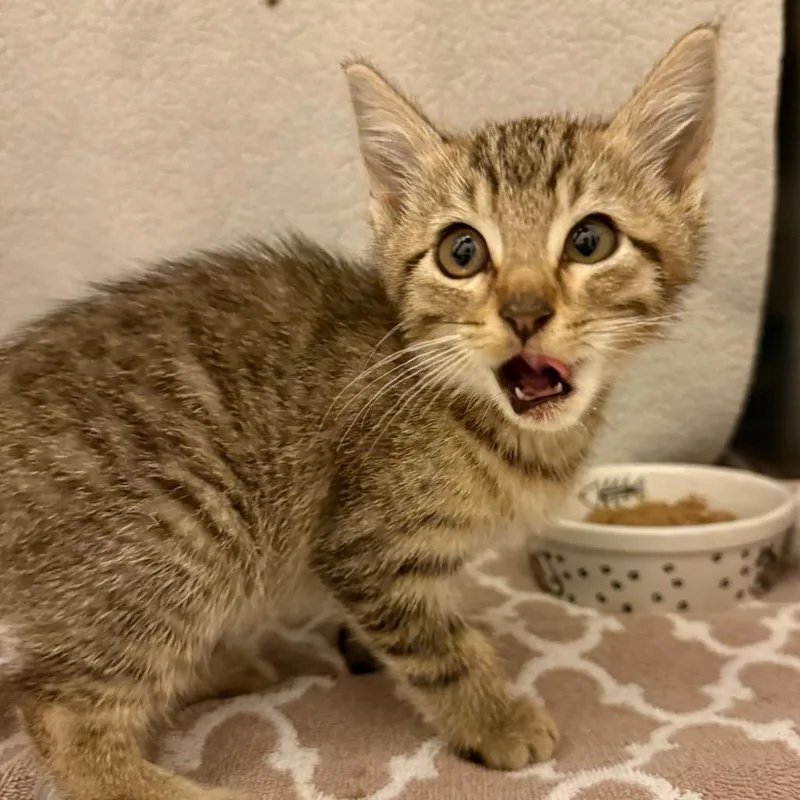 A baby small-sized female Brown / Chocolate Domestic Short Hair cat named Sophia for adoption in Council Bluffs, IA