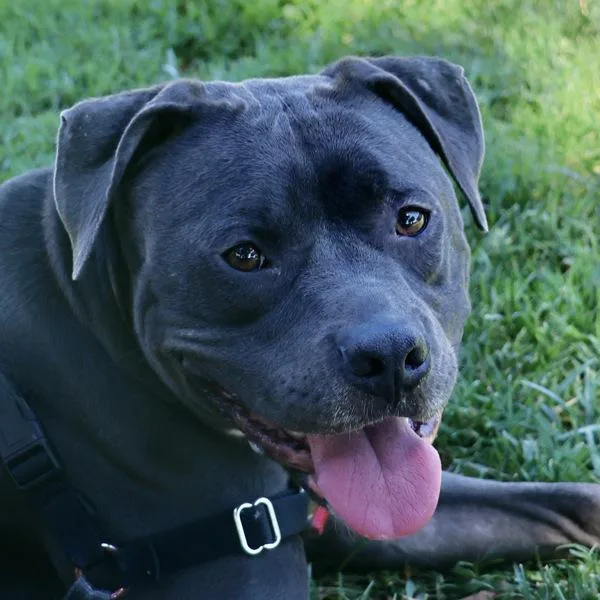 An adult large-sized female Pit Bull Terrier dog named Ursula for adoption in Oakland, CA