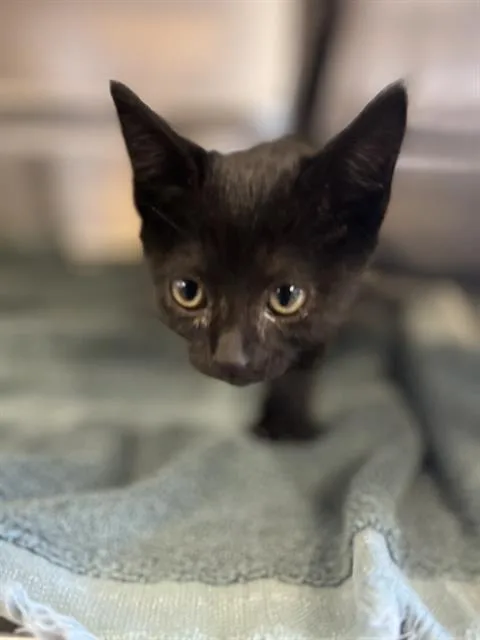 A baby small-sized female Domestic Short Hair cat named Dorothea for adoption in Chula Vista, CA